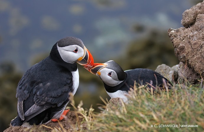 Puffins in Love.jpg